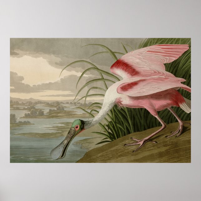 Poster Roseate Spoonbill (Frente)