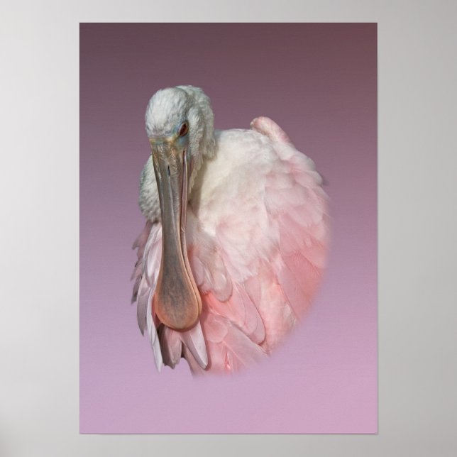 Pôster Roseate Spoonbill (Frente)