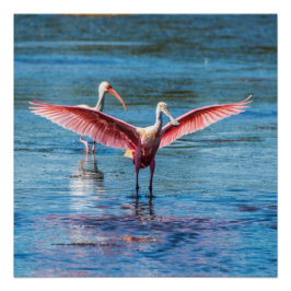 Pôster Roseate Spoonbill 20" x Poster de 20" (Semibrilho)