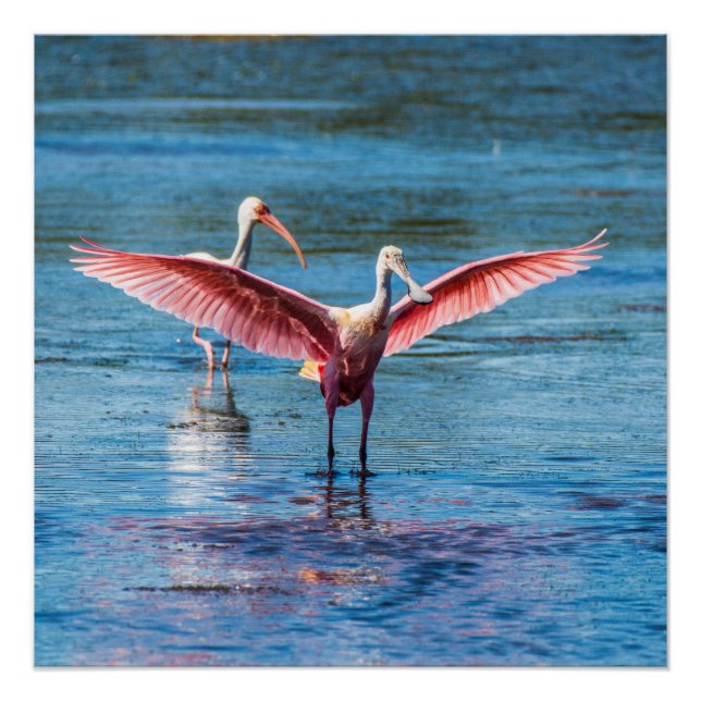 Pôster Roseate Spoonbill 20" x Poster de 20" (Semibrilho) (Frente)