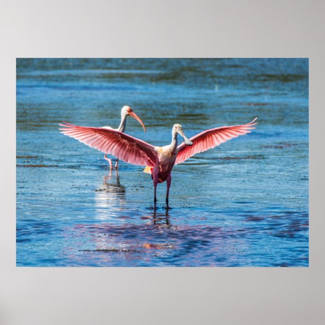 Poster Roseate Spoonbill 28 x 20 papel pesado Wgt de arqu (Frente)