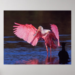 Poster Roseate Spoonbill (Ajaia ajaja) com Cormorant