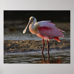 Pôster Roseate Spoonbill, Ajaia ajaja, Querido Ding