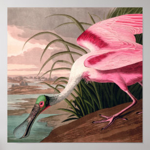 Poster Roseate Spoonbill Audubon Bird Willife