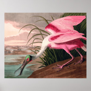Pôster Roseate Spoonbill Audubon Bird Willife