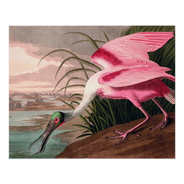 Pôster Roseate Spoonbill Audubon Bird Willife (Frente)