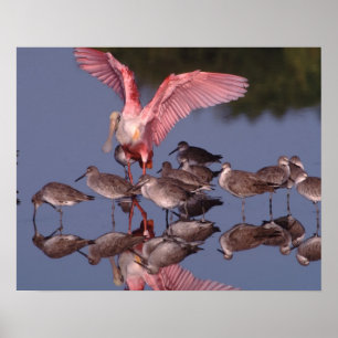 Pôster Roseate Spoonbill com Willets em água rasa