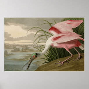 Poster Roseate Spoonbill, das Aves da América de Audubon