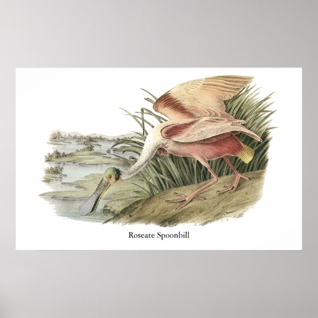 Poster Roseate Spoonbill, John Audubon (Frente)