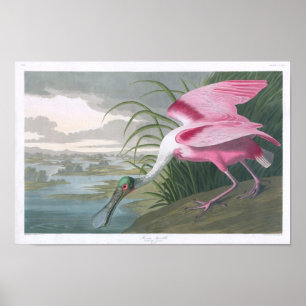 Poster Roseate Spoonbill, John James Audubon Fine Art