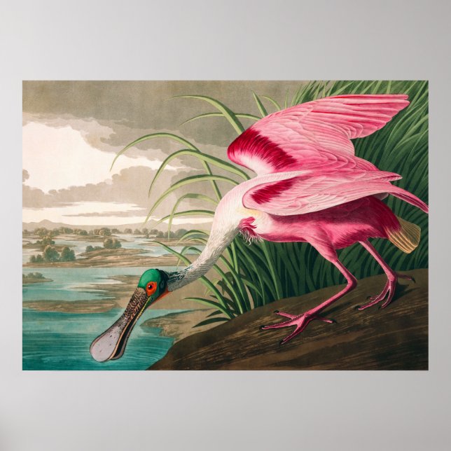 Poster Roseate Spoonbill, por John James Audubon (Frente)