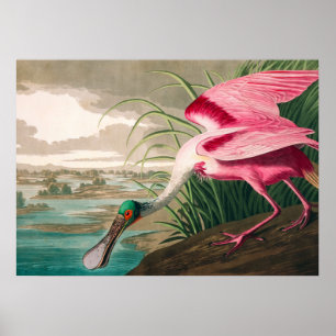 Poster Roseate Spoonbill, por John James Audubon
