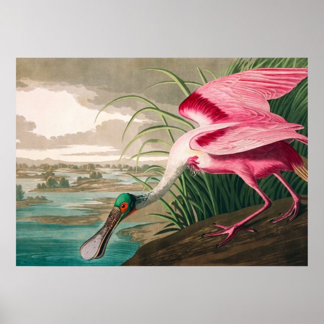 Poster Roseate Spoonbill, por John James Audubon (Frente)