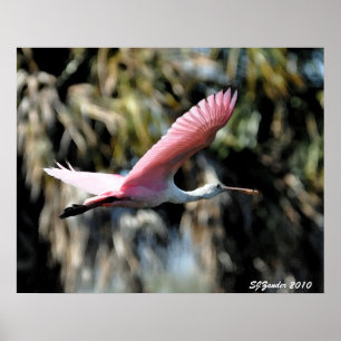 Pôster Roseate Spoonbill Watercolor