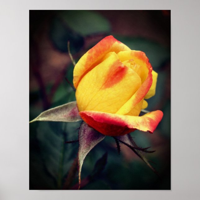 Poster Rosebud Amarelo com Destaques Vermelhos (Frente)