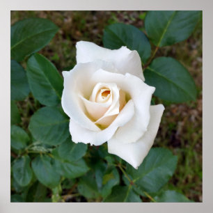 Pôster rosebud branco