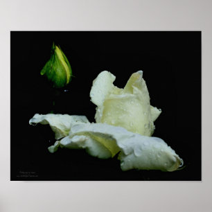 Pôster Rosebud Branco Com Flor De Gotas De Chuva