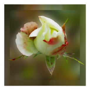 Pôster rosebud brilhando