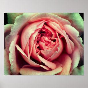 Poster Rosebud Rosa Cima Fechar