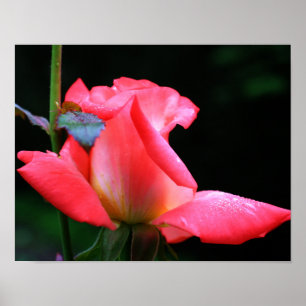 Poster Rosebud Rosa Intenso E Gotas De Chuva