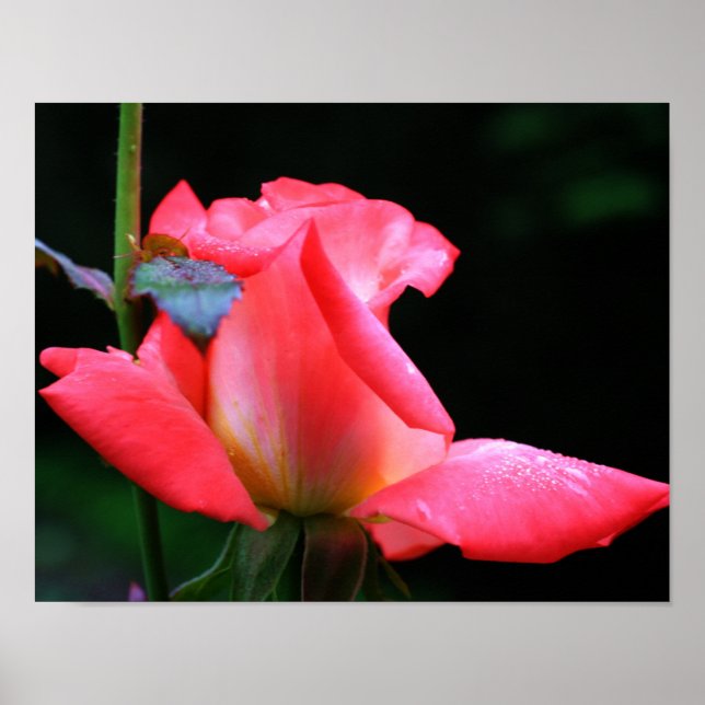 Poster Rosebud Rosa Intenso E Gotas De Chuva (Frente)