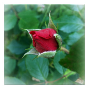 Pôster rosebuda vermelha