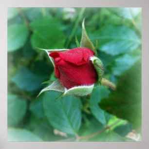 Pôster rosebuda vermelha
