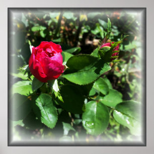 Poster rosebudas