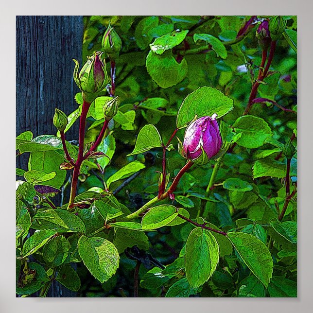 Pôster Rosebuds (Frente)