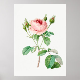 Poster Rosebuds Rosa Rosa Rosa Rosa Rosa Rosa Rosa Vintag