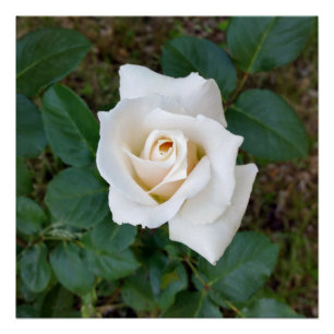 Pôster rosebusto branco