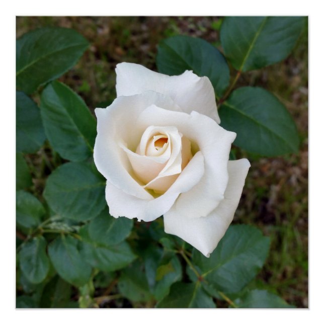 Pôster rosebusto branco (Frente)