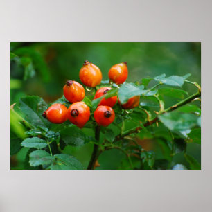 Pôster Rosehip após chuva