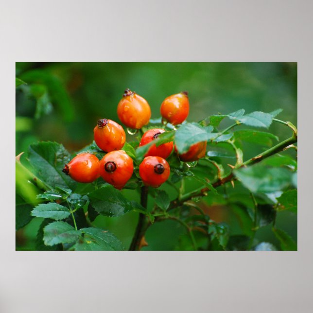 Pôster Rosehip após chuva (Frente)
