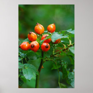Poster Rosehip após chuva
