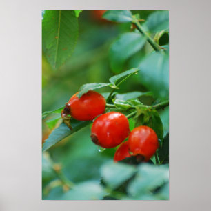 Pôster Rosehip bush após chuva