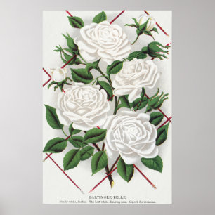 Poster Roseira Branca Vitoriana Antiga para Jardim Trepad