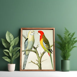 Poster Rosella Parrakeets