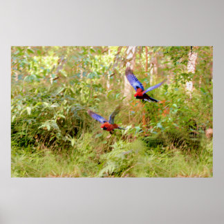 Poster Rosellas australiano