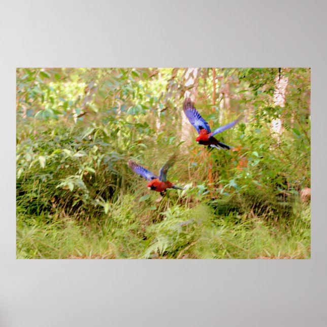 Poster Rosellas australiano (Frente)
