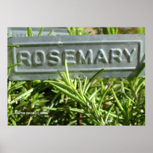Pôster Rosemary