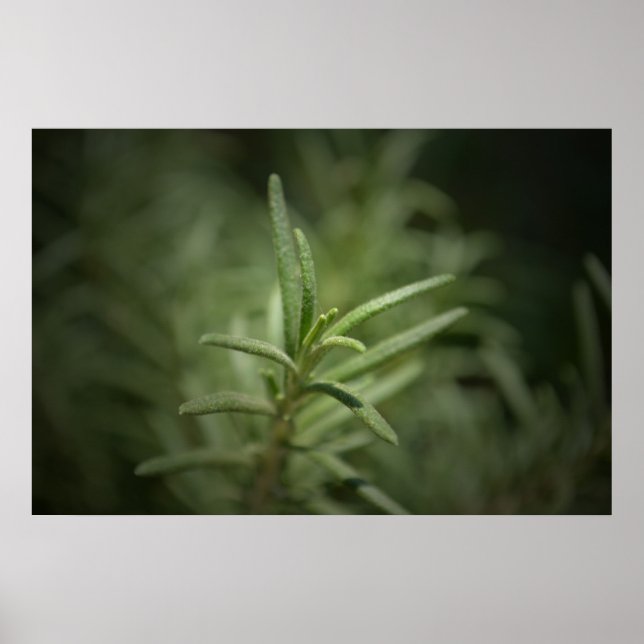 Poster Rosemary Beauty (Frente)