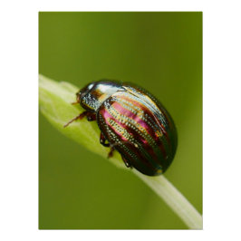 Pôster Rosemary Beetle Poster