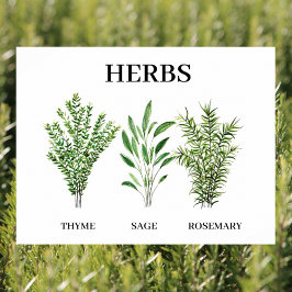 Poster Rosemary Thyme Sage Herbs Culinária Cozinha