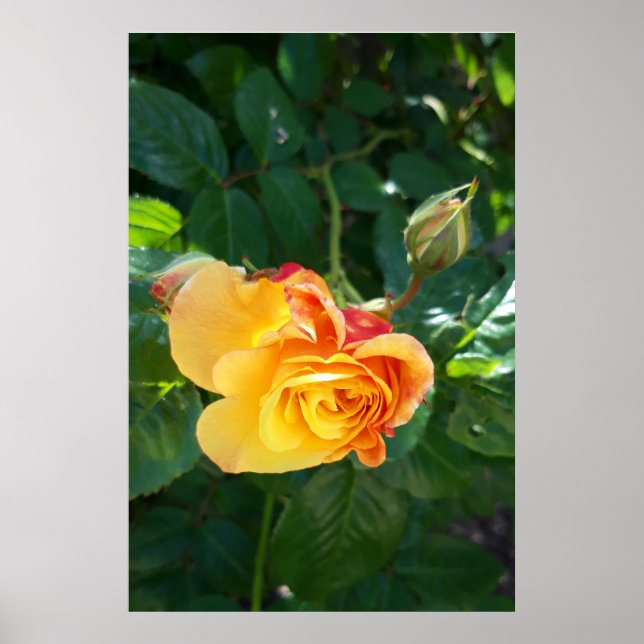 Poster Roses flores (Frente)