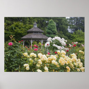 Poster Roses in bloom and Gazebo Rose Garden at the