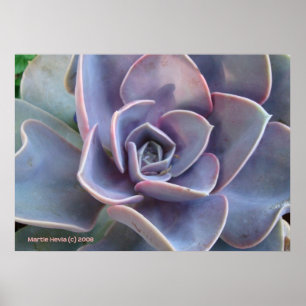 Poster Rosette Succulent Beauty
