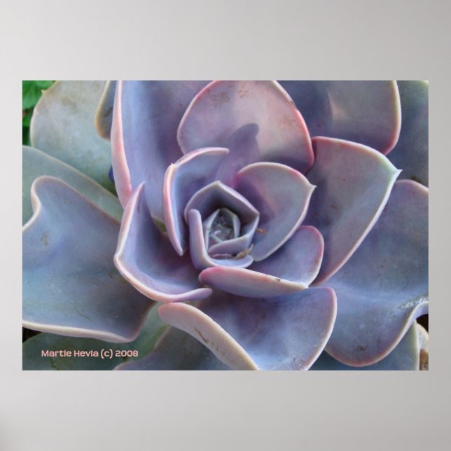 Poster Rosette Succulent Beauty (Frente)