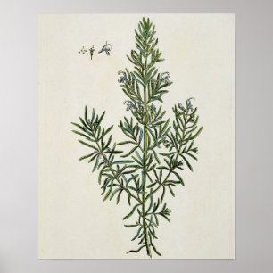 Poster Rosmarinus Officinalis, "de um erval curioso", 1