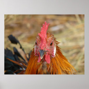 Pôster Roster Phoenix